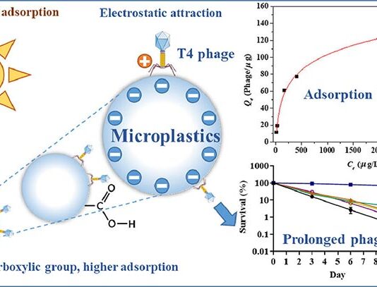 Los virus pueden hacer autostop en los microplásticos, según un estudio Los virus pueden 'hacer autostop' en los microplásticos