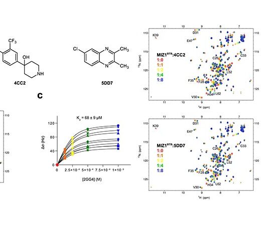El movimiento molecular de algunas proteínas revela posibles tratamientos de cánceres incurables MIZ1BTB se une a diferentes clases de ligandos de moléculas pequeñas, lo que podría permitir tratar enfermedades, entre ellas algunos tipos de cánceres incurables