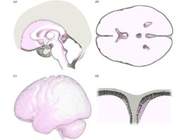 El cerebro humano es igual de blando que la gelatina y se rompe más fácilmente que el poliestireno Geometría del modelo final del cerebro
