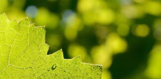 Descubren cuatro proteínas esenciales para la fotosíntesis de las plantas La luz del sol activa la fotosíntesis en una planta con flores