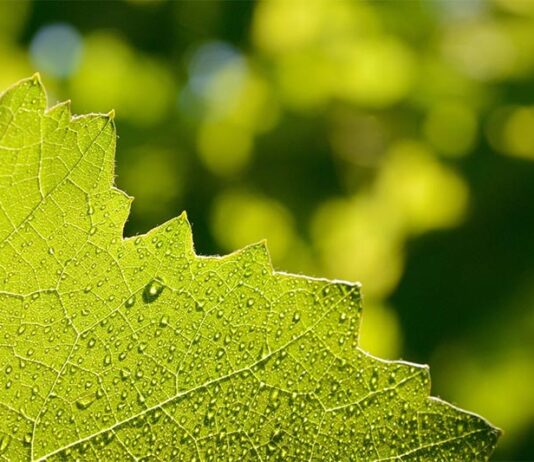 Descubren cuatro proteínas esenciales para la fotosíntesis de las plantas La luz del sol activa la fotosíntesis en una planta con flores