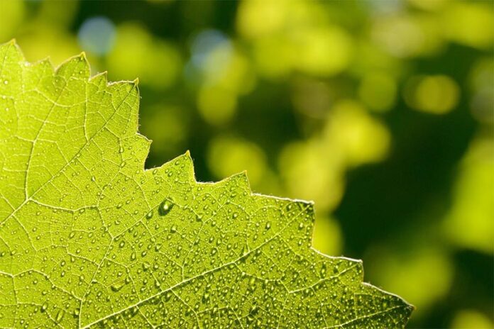 La luz del sol activa la fotosíntesis en una planta con flores