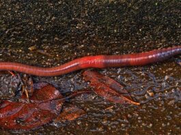 Biodiversidad: La vida silvestre subterránea tarda en recuperarse del daño en el suelo, según un estudio de tierras de cultivo y plantaciones Biodiversidad: El uso de la tierra, como la agricultura intensiva, puede dejar un impacto duradero en las especies que viven en el suelo
