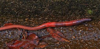 Biodiversidad: La vida silvestre subterránea tarda en recuperarse del daño en el suelo, según un estudio de tierras de cultivo y plantaciones Biodiversidad: El uso de la tierra, como la agricultura intensiva, puede dejar un impacto duradero en las especies que viven en el suelo