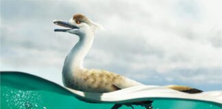 Primera especie de dinosaurio terópodo aerodinámico no aviar que caminaba sobre dos patas Reconstrucción de la vida del dinosaurio Natovenator polydontus