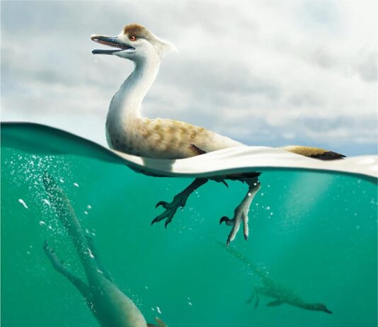 Primera especie de dinosaurio terópodo aerodinámico no aviar que caminaba sobre dos patas Reconstrucción de la vida del dinosaurio Natovenator polydontus