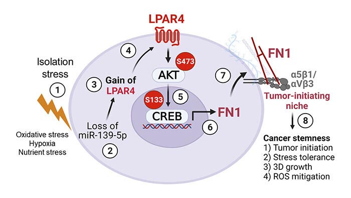 Esquema: cuando una célula que inicia un tumor experimenta estrés por aislamiento, comienza a expresar LPAR4. Esto conduce a la producción de una nueva matriz extracelular llena de fibronectina (FN1), que mantiene la seguridad de la célula y recluta otras células en el nicho para comenzar la formación del tumor