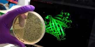 El sorprendente comportamiento de las proteínas podría ayudarnos a entender el envejecimiento El sorprendente comportamiento de las proteínas podría ayudarnos a entender el envejecimiento