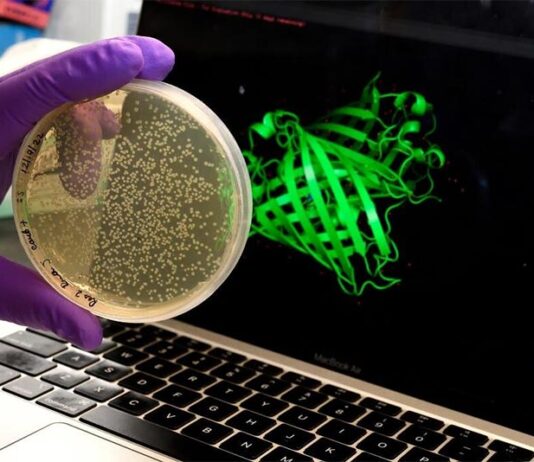 El sorprendente comportamiento de las proteínas podría ayudarnos a entender el envejecimiento El sorprendente comportamiento de las proteínas podría ayudarnos a entender el envejecimiento