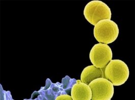 Probiótico reduce notablemente la colonización por Staphylococcus aureus en un ensayo de fase 2 Bacteria Staphylococcus aureus resistente a la meticilina (amarilla) siendo ingerida por neutrófilos