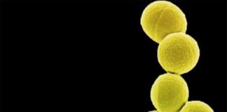 Probiótico reduce notablemente la colonización por Staphylococcus aureus en un ensayo de fase 2 Bacteria Staphylococcus aureus resistente a la meticilina (amarilla) siendo ingerida por neutrófilos
