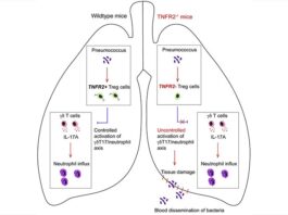 Células T que protegen contra la neumonía bacteriémica mortal en ratones Células T que protegen contra la neumonía bacteriémica mortal en ratones