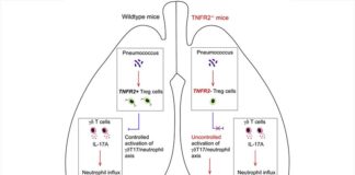 Células T que protegen contra la neumonía bacteriémica mortal en ratones