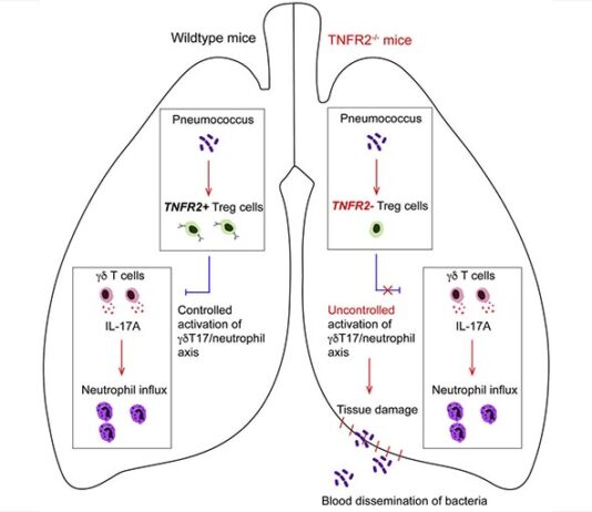 Células T que protegen contra la neumonía bacteriémica mortal en ratones Células T que protegen contra la neumonía bacteriémica mortal en ratones