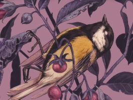 Umbriel lanza «Belladonna» de Adalyn Grace Belladonna Adalyn Grace Noticia Crítica Reseña