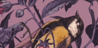 Umbriel lanza «Belladonna» de Adalyn Grace Belladonna Adalyn Grace Noticia Crítica Reseña