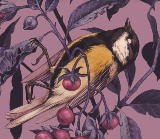 Umbriel lanza «Belladonna» de Adalyn Grace Belladonna Adalyn Grace Noticia Crítica Reseña