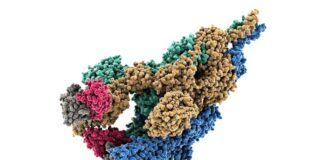 Cómo una mutación temprana en el virus COVID-19 ayudó a que se propagara tan rápido Captura del Spike de SARS-CoV2, el virus que causa COVID-19. Los investigadores de RIKEN han descubierto que la mutación D614G reestructura la proteína Spike hacia un estado preparado para infectar células