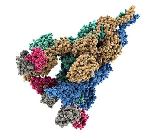 Cómo una mutación temprana en el virus COVID-19 ayudó a que se propagara tan rápido Captura del Spike de SARS-CoV2, el virus que causa COVID-19. Los investigadores de RIKEN han descubierto que la mutación D614G reestructura la proteína Spike hacia un estado preparado para infectar células