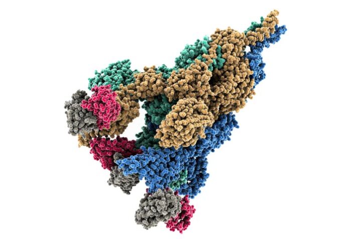 Captura del Spike de SARS-CoV2, el virus que causa COVID-19. Los investigadores de RIKEN han descubierto que la mutación D614G reestructura la proteína Spike hacia un estado preparado para infectar células