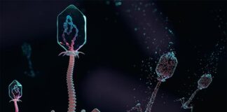 Crean E. coli resistente a virus y restringida de forma segura para aplicaciones médicas e industriales Una ilustración de virus llamados fagos que infectan una célula bacteriana