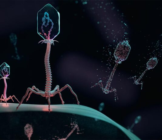 Crean E. coli resistente a virus y restringida de forma segura para aplicaciones médicas e industriales Una ilustración de virus llamados fagos que infectan una célula bacteriana