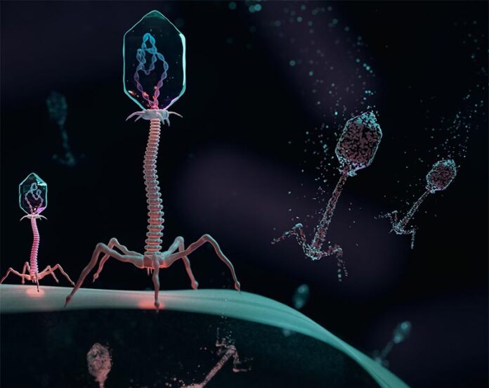 Una ilustración de virus llamados fagos que infectan una célula bacteriana