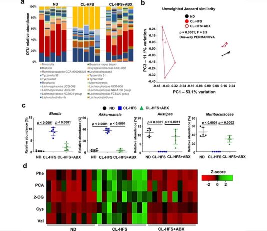 Descubren cómo las dietas altas en azúcar y grasas causan enfermedades hepáticas Enfermedades hepáticas: El tratamiento con ABX altera los perfiles de la microbiota intestinal y los metabolitos hepáticos
