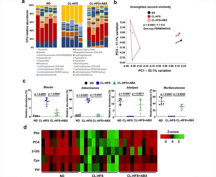 Enfermedades hepáticas: El tratamiento con ABX altera los perfiles de la microbiota intestinal y los metabolitos hepáticos