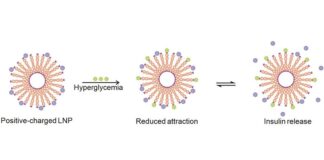 Diabetes: Nanopartículas lipídicas liberan más o menos insulina según el nivel de azúcar en la sangre Diabetes: Los portadores de nanopartículas lipídicas liberan más o menos insulina según el nivel de azúcar en la sangre