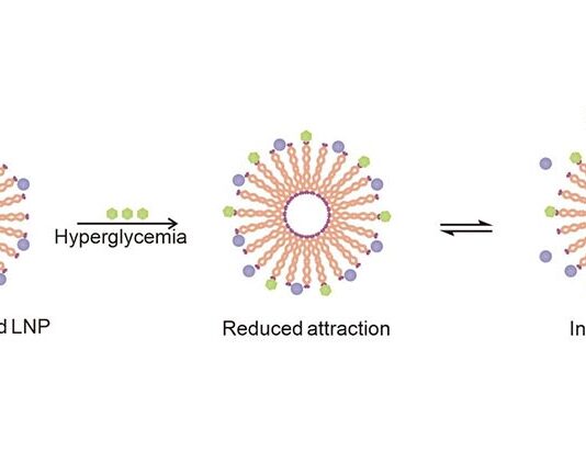Diabetes: Nanopartículas lipídicas liberan más o menos insulina según el nivel de azúcar en la sangre Diabetes: Los portadores de nanopartículas lipídicas liberan más o menos insulina según el nivel de azúcar en la sangre