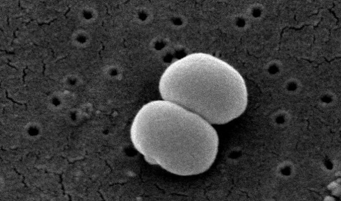 Cáncer: Los investigadores diseñaron Staphylococcus epidermidis, una bacteria, para producir una proteína que estimula el sistema inmunológico Cáncer: Los investigadores diseñaron Staphylococcus epidermidis, una bacteria, para producir una proteína que estimula el sistema inmunológico