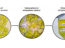 Investigadores cultivan microalgas para la producción de biocombustibles, proteínas y carbohidratos Cultivo de microalga B. terribilis y extracción de biocombustibles y otras sustancias