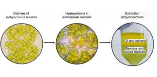 Investigadores cultivan microalgas para la producción de biocombustibles, proteínas y carbohidratos Cultivo de microalga B. terribilis y extracción de biocombustibles y otras sustancias
