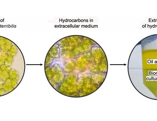 Investigadores cultivan microalgas para la producción de biocombustibles, proteínas y carbohidratos Cultivo de microalga B. terribilis y extracción de biocombustibles y otras sustancias