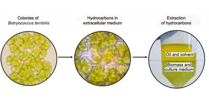 Cultivo de microalga B. terribilis y extracción de biocombustibles y otras sustancias