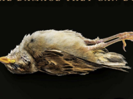 ‘Todos somos villanos’ de M. L. Rio, una ideologización mortal de Shakespeare