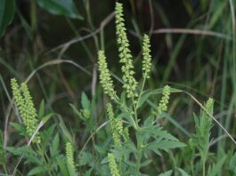 El polen podría afectar el cambio climático al ayudar a formar nubes Ambrosía