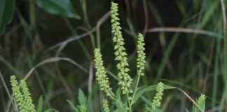 El polen podría afectar el cambio climático al ayudar a formar nubes Ambrosía