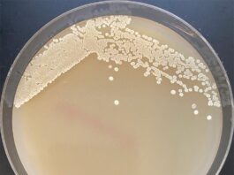 Nuevo avance con bacterias en bioquímica ecológica a escala industrial Bacterias y producción industrial