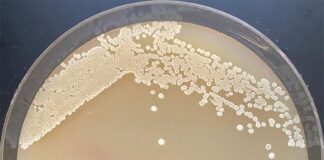 Nuevo avance con bacterias en bioquímica ecológica a escala industrial Bacterias y producción industrial