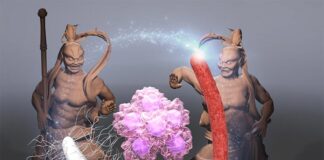 Bacterias propias del tumor, terapia contra el cáncer Cáncer: Una triada bacteriana formado por A-gyo, UN-gyo y AUN tiene una alta eficacia anticancerígena, lo que hace que el sistema inmunitario ataque las células tumorales