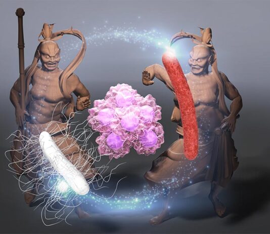 Bacterias propias del tumor, terapia contra el cáncer Cáncer: Una triada bacteriana formado por A-gyo, UN-gyo y AUN tiene una alta eficacia anticancerígena, lo que hace que el sistema inmunitario ataque las células tumorales