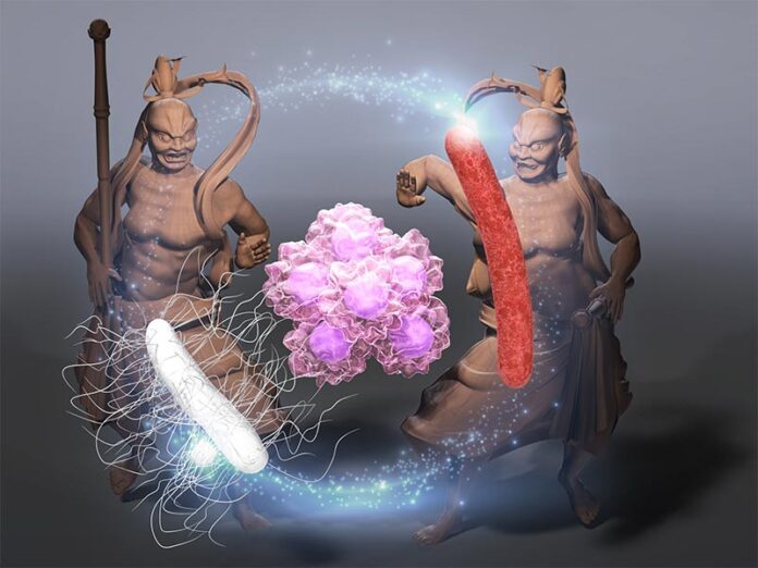 Cáncer: Una triada bacteriana formado por A-gyo, UN-gyo y AUN tiene una alta eficacia anticancerígena, lo que hace que el sistema inmunitario ataque las células tumorales Cáncer: Una triada bacteriana formado por A-gyo, UN-gyo y AUN tiene una alta eficacia anticancerígena, lo que hace que el sistema inmunitario ataque las células tumorales