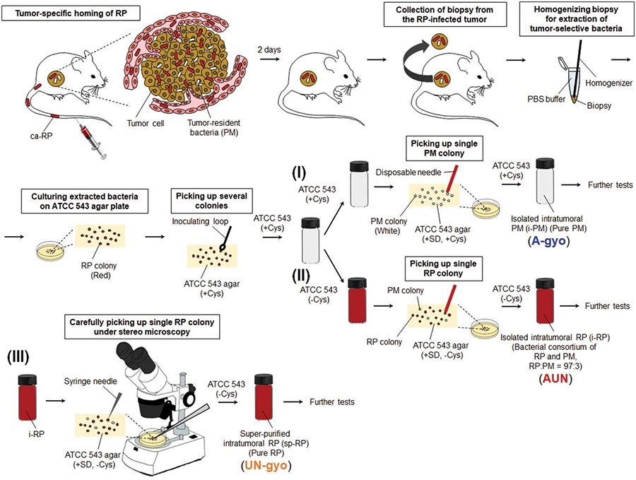 Ilustración esquemática del aislamiento de bacterias anticancerígenas extremadamente eficaces a partir de tumores sólidos
