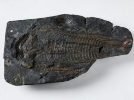 Cómo la vida y la geología trabajaron para forjar la corteza rica en nutrientes de la Tierra Paradoxides de 30 cm de largo de St Davids en Gales