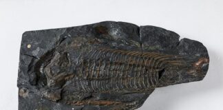 Cómo la vida y la geología trabajaron para forjar la corteza rica en nutrientes de la Tierra Paradoxides de 30 cm de largo de St Davids en Gales