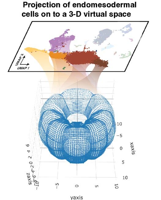 Atlas de expresión 3D de anémona de mar en desarrollo