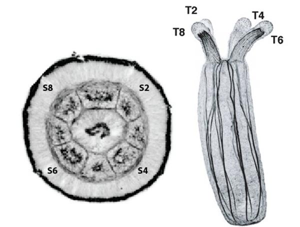 Vista oral de la anémona de mar, Nematostella vectensis, en la etapa embrionaria (izquierda) en comparación con un pólipo juvenil visto de lado (derecha)