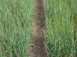 Cambio climático: Hallan una variante genética natural que permite que la cebada florezca antes A la derecha, crecen plantas con la variante genética especial: ya se ven espigas de cebada